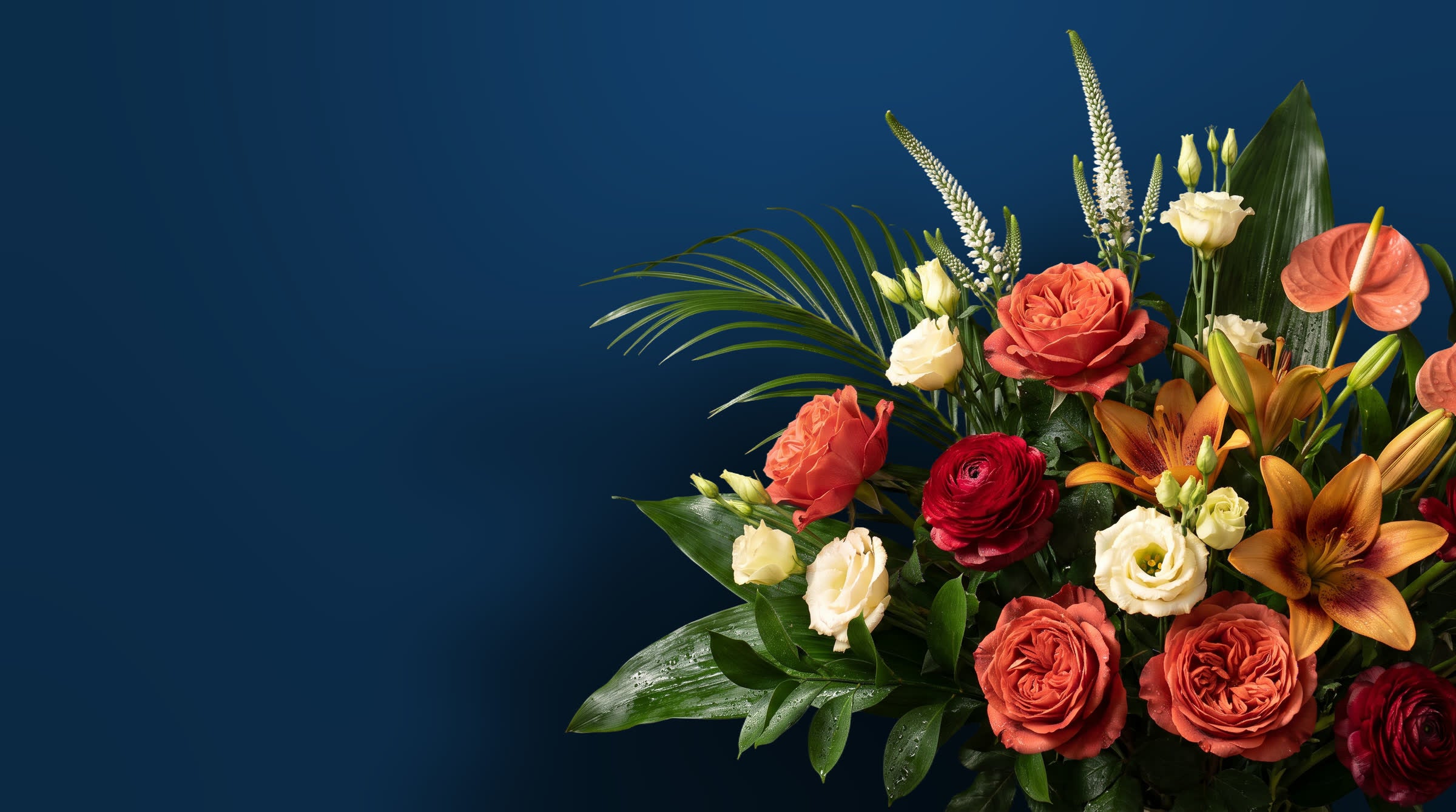 Arranjo grande de flores frescas sobre fundo azul-marinho da marca: rosas cor de tijolo e coral, ranúnculos carmim, lírios âmbar salpicados, lisianthus creme, antúrios coral e espigas brancas de verônica, sobre folhagem verde-escura lustrosa com gotas d'água; a luz vem da esquerda, clareia a parede atrás das flores e a metade esquerda do quadro fica vazia